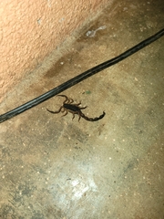 Centruroides edwardsii