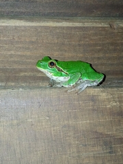 Hyla intermedia perrini