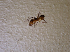 Camponotus hannani