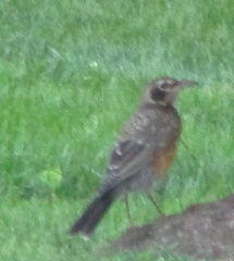 Turdus migratorius