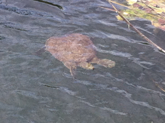 Apalone spinifera emoryi