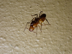Camponotus hannani
