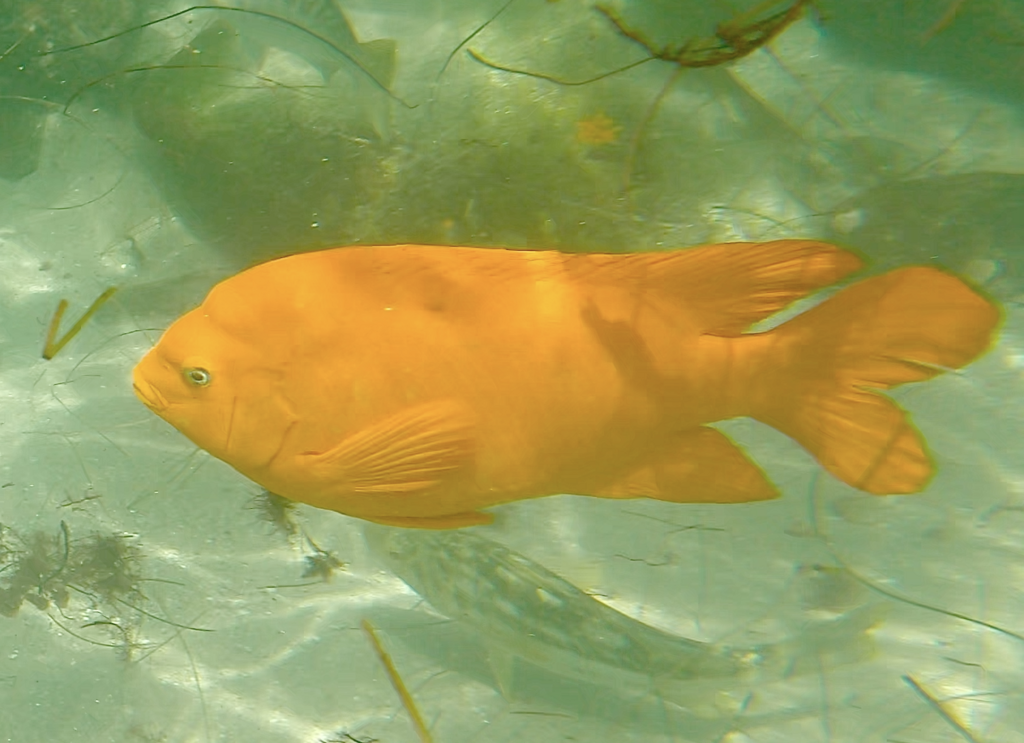 Adult garibaldi in clear green water over algae, La Jolla Cove, California