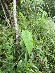 Passiflora ambigua