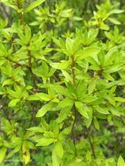 Rhododendron kanehirae