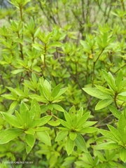 Rhododendron kanehirae