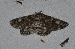 Cleora acaciaria