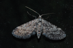 Eupithecia graphiticata