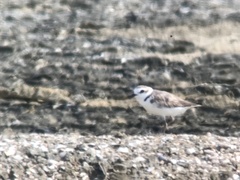 Charadrius dealbatus