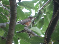 Turdus migratorius