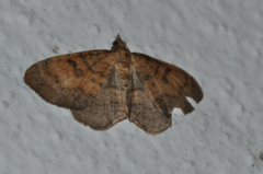 Orthonama quadrisecta