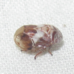 Clastoptera octonotata