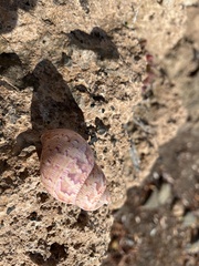 Phasianella australis