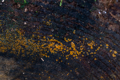 Orbilia xanthostigma