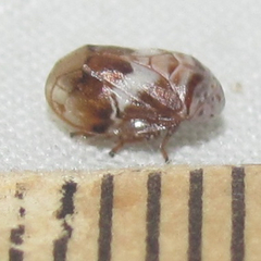 Clastoptera octonotata