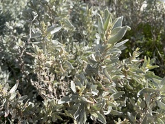 Atriplex cinerea