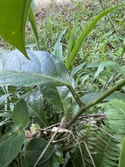 Passiflora ambigua