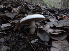 Agaricus