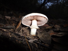 Agaricus