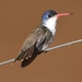 Violet-crowned Hummingbird - Photo (c) Chris Rohrer, some rights reserved (CC BY-NC), uploaded by Chris Rohrer