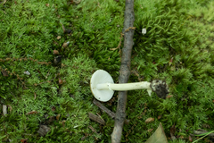 Amanita solaniolens