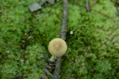 Amanita solaniolens