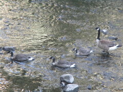 Branta canadensis