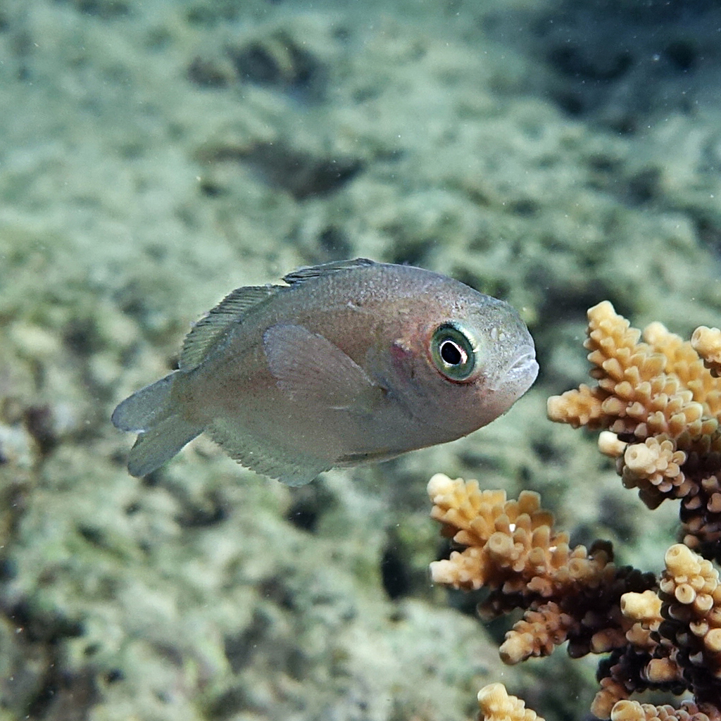 Banded Driftfish