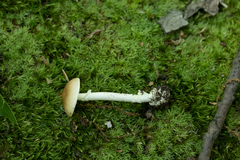 Amanita solaniolens