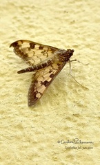 Mimorista subcostalis