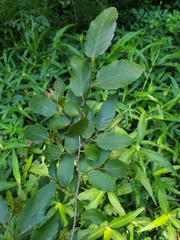 Carpinus caroliniana caroliniana