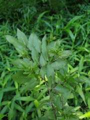 Carpinus caroliniana caroliniana