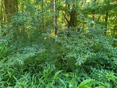 Carpinus caroliniana caroliniana