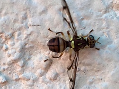 Zeugodacus cucurbitae