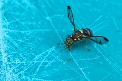 Zeugodacus cucurbitae