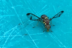 Zeugodacus cucurbitae