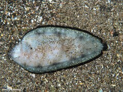 Synapturichthys kleinii