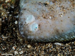 Synapturichthys kleinii