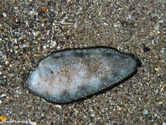 Synapturichthys kleinii