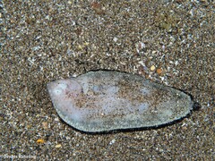 Synapturichthys kleinii