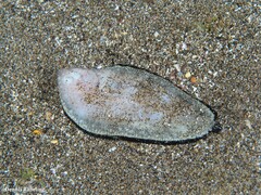 Synapturichthys kleinii