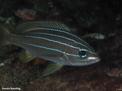 Parapristipoma octolineatum