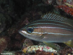 Parapristipoma octolineatum