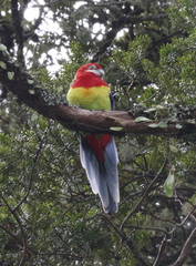 Platycercus eximius eximius