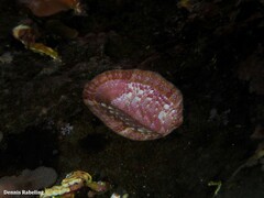 Rhyssoplax canariensis