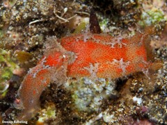 Plocamopherus maderae