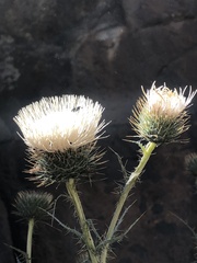 Cirsium inamoenum