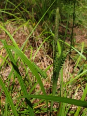 Carex joorii