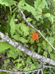 Silene fulgens