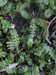 Leptinella tenella